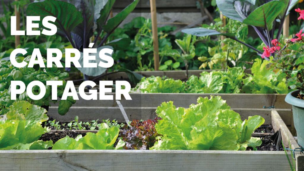 carre potager les compagnons des saisons accueil